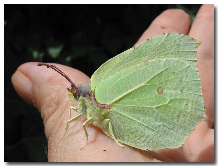 Gonepteryx rhamni. Un''amicizia....